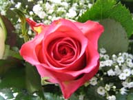 rose